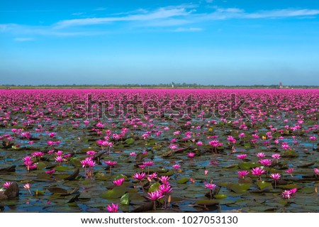 Lake of Red waterlily at Udonthani Province , Thailand