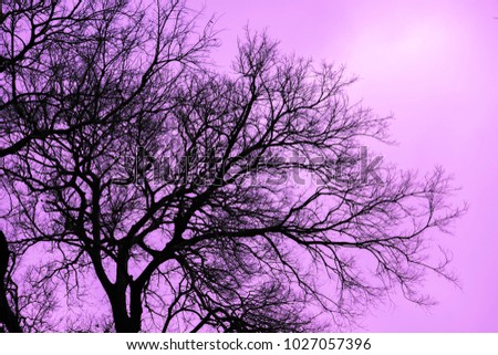 Dry tree branches against light violet sky, Dead tree, trees on a light violet sky background