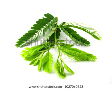 Young leaves Tamarindus indica on white background