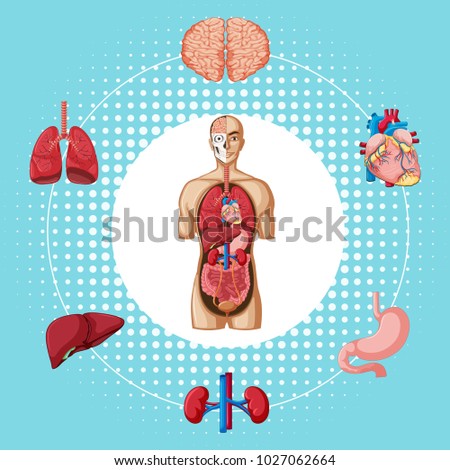 Human organs on blue background illustration