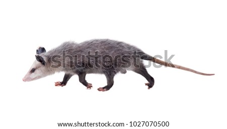 The Virginia opossum (Didelphis virginiana) goes on a white background. Isolated
