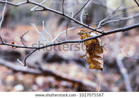 single leaf and branch