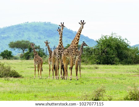 Herd of Masai Giraffe (Giraffa camelopardalis tippelskirchi or "Twiga" in Swaheli) in the Serengeti National park,Tanzania Royalty-Free Stock Photo #1027077115