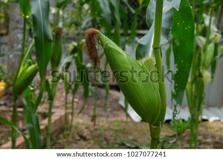 Royalty high quality free stock image of green corn on tree. Corn is a popular food in Vietnam