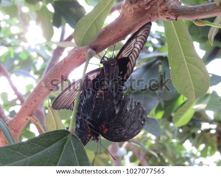 Great Mormon Butterflies (Papilio memnon) mating in a tree