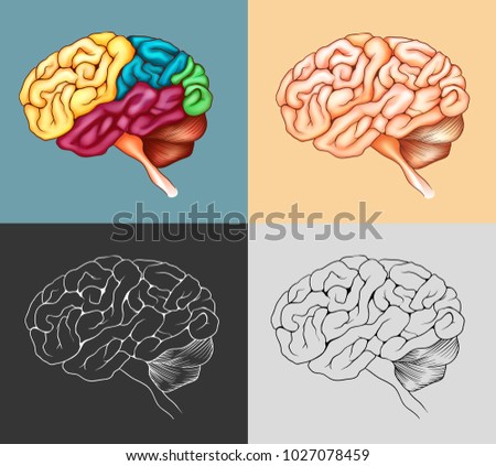 Human brain in four designs illustration