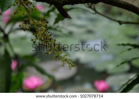 Royalty high quality free stock image of flower mango on tree in the orchard. Mango is a nutritious food with lots of vitamins, green mango is very sour