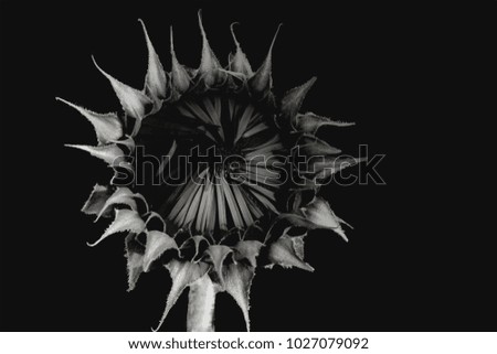 sunflower in black and white