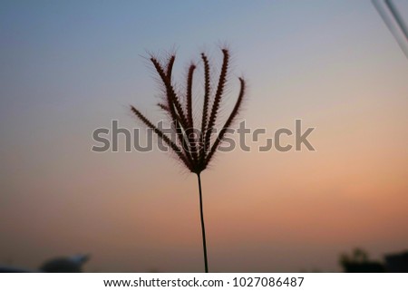 Selective focus of close up grass with sunlight in evening time