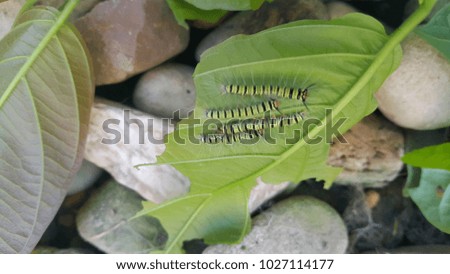 worms on leaf