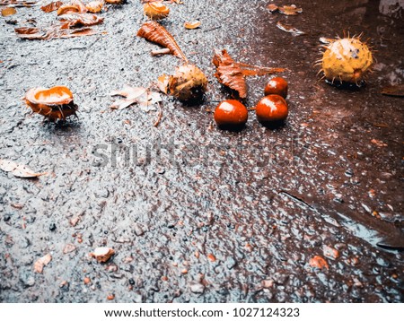 Chestnuts on wet asphalt