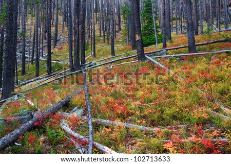 Pretty autumn colors in the Lewis and Clark National Forest of Montana
