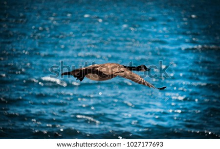 Canadian goose flying over the pacific ocean