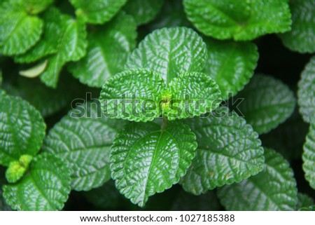 Very green leaf for eye relax when looking