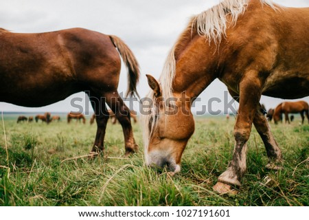 Group of wild horses at pasture eating grass outdoor at nature in summer day. Livestock and cattle breeding. Agriculture in countryside. Stallions in field. Usual equine life. 