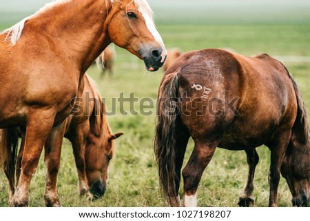 Closeup artistic mood funny portrait of horse at pasture outdoor at nature. Beautiful equine muzzle. Agriculture and stock breeding in summer. Domestic mammal animals wildlife. Strong wild mustang