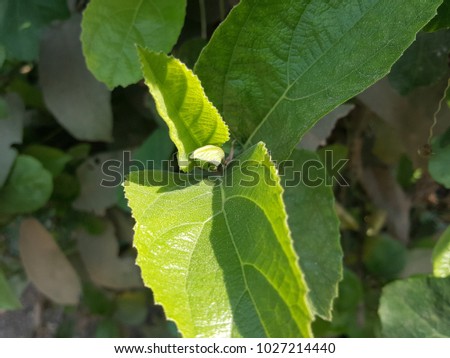 Small green tree with brown stems.