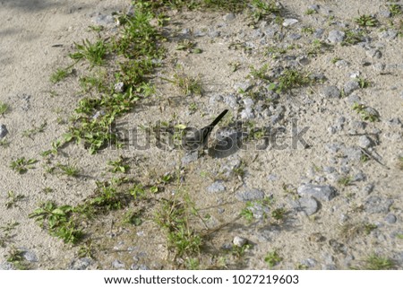 A bird wagtail on the ground with green grass. Summer and autumn background  
