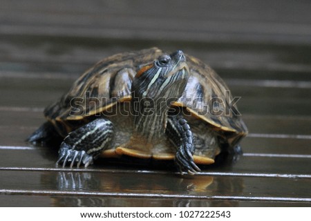 turtle animal wi;dlife