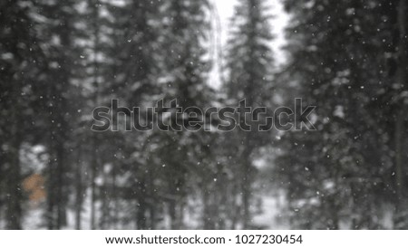 Snowfall in the forest park. Heavy beautiful snowfall on blurred pines on the background