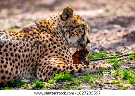 Cheetah eating after successful hunting
