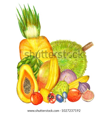 Raster pencil set of exotic fruits and berries isolated on white. Decoration for food, fitness, tropical, travel, party and celebration themes, printed goods, textile, children productio