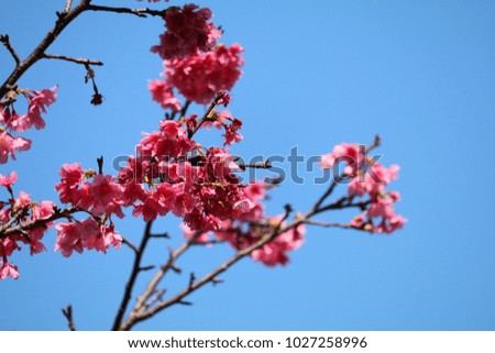 Cherry Blossoms branch 