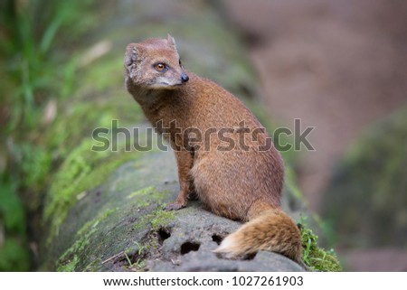 yellow mongoose or red meerkat, Cynictis penicillata, sitting on trunk and watching around