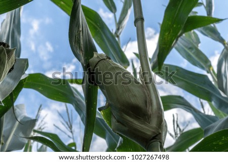close up of a corncob against the blue sky with some clouds. picture was taken in germany on a sunny day.