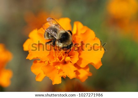 Macro side view of fluffy gray-black and striped Caucasian bumblebee Bombus serrisquama with wings gathering nectar on orange flower of marigold Tagetes erecta                               