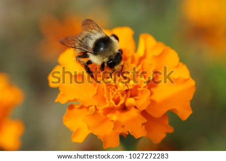 Macro view from above of the fluffy gray-black Caucasian bumblebee Bombus serrisquama with wings gathering nectar on orange flower of marigold Tagetes erecta                               