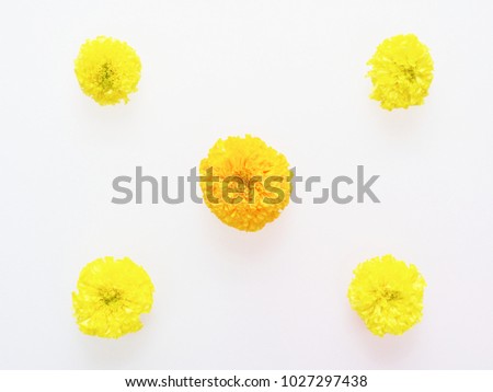 Yellow and orange marigold flower flat laid in star shape isolated on white background with space