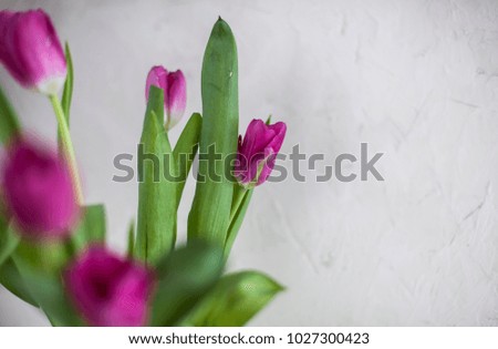 Pink fresh tulips on a white background. Ornament on holiday, gift, postcard