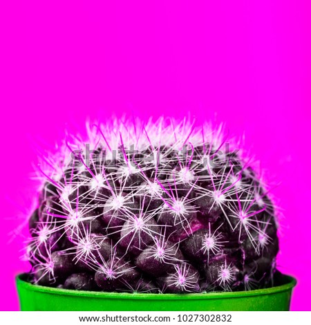 Tiny Cactus in the Pot on Bright Background. Conceptual image, Creative Minimalism, trendy neon colors, art gallery design