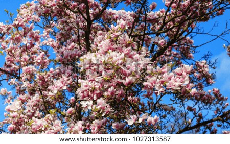 The pink magnolia flowers on a sunny day