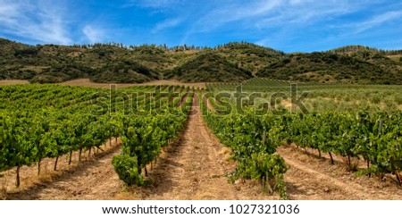 Vineyard in La Rioja with mountain and blue sky, Spain Royalty-Free Stock Photo #1027321036