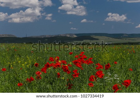 Poppy fields in Crimea, Russia. Floral background