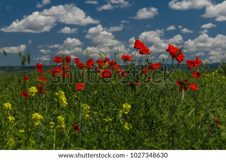 Beautiful poppy flowers on a countryside field, in summer season