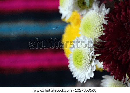 Chrysanthemum flowers as a background. Chrysanthemum wallpaper.
