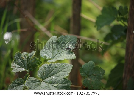 Bluebottle sitting on a green leaf of a stinging nettle