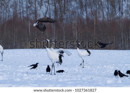 White-tailed eagle, Eagle, White-eagle vs Cranes