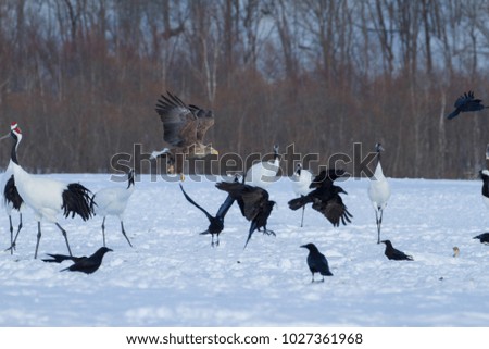 White-tailed eagle, Eagle, White-eagle vs Cranes