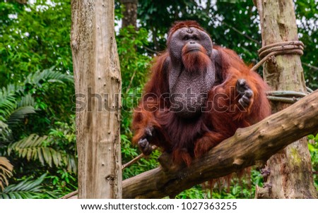 Close up view of a wild surprised  Sumatran orangutan (Pongo abelii) which are sitting on the branch with natural background