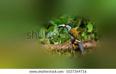 Beautiful toucan in the woods