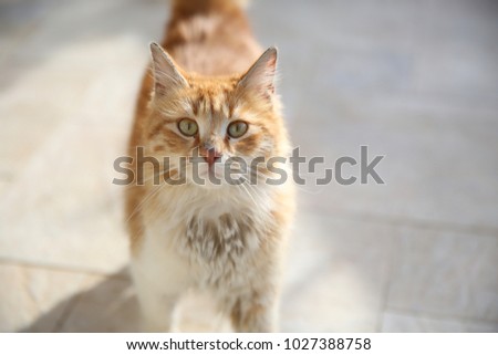 Full body of fluffy orange cat walking on tiled floor