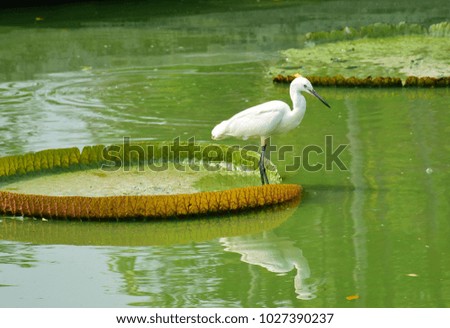 White Egret stands on a lotus leaf in the park

