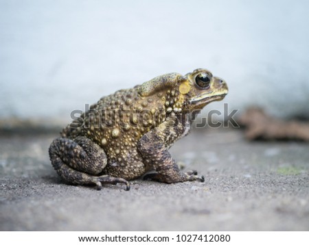 close-up toad on blured background