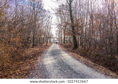 Path in the woodland, in winter, with man walking in the background ("La Mandria" Regional Park, Piedmont, Italy).