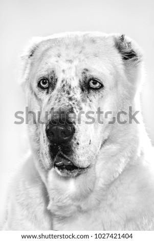Portrait of white Alabai dog in studio.