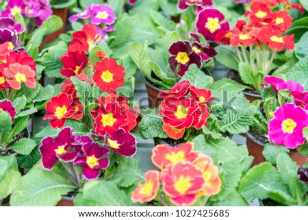 flowering violets. Multicolored flowers on a flower bed.